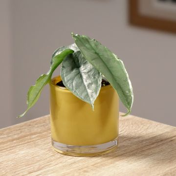 Alocasia heterophylla - Olifantsoor