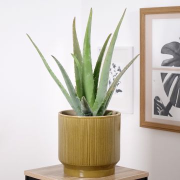 Aloë vera - Aloë vera