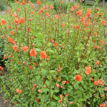 Alonsoa meridionalis Improved Fireball - Maskerbloem