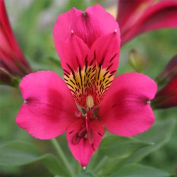 Alstroemeria Duc d'Anjou Arthur - Incalelie