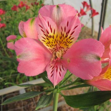 Alstroemeria Duc d'Anjou Pierre - Incalelie