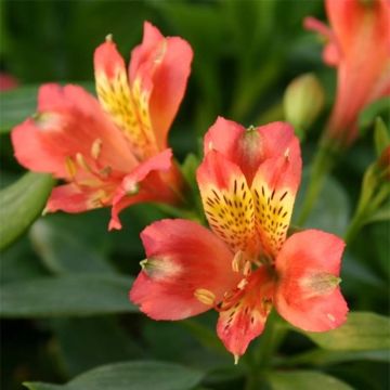 Alstroemeria Duchesse Aliénor - Incalelie