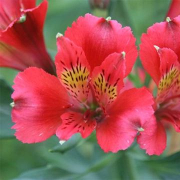 Alstroemeria Duchesse Diane - Incalelie