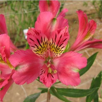 Alstroemeria Duchesse Isabelle - Incalelie