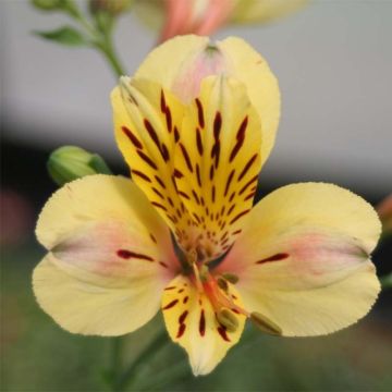 Alstroemeria Majestic Layon - Incalelie