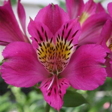 Alstroemeria Majestic Montsoreau - Incalelie