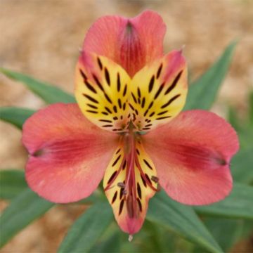 Alstroemeria Majestic Avrillé - Incalelie