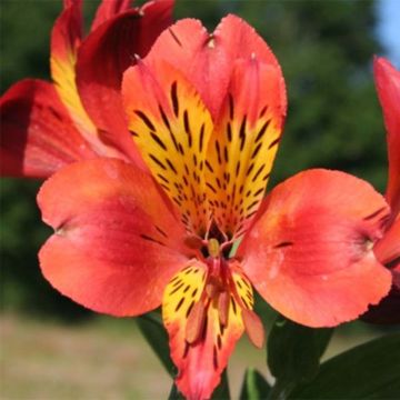 Alstroemeria Majestic Brissac - Incalelie
