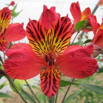 Alstroemeria Majestic Chinon - Incalelie
