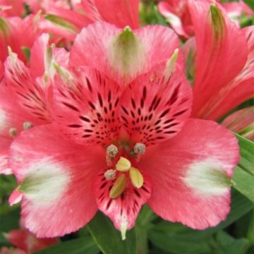 Alstroemeria Pitchounes Chloé - Incalelie