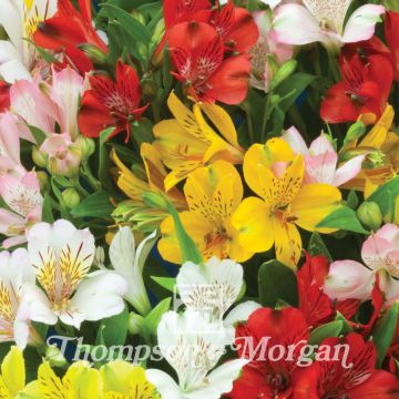 Alstroemeria Ligtu Hybrids (zaad) - Incalelie