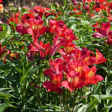 Alstroemeria Summer Paradise Summer Pepper - Incalelie