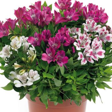 Collectie 3 Alstroemeria Inticancha