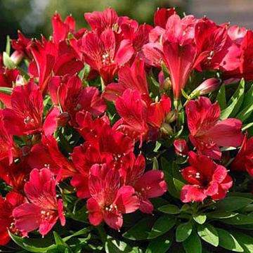 Alstroemeria Inticancha Red - Incalelie