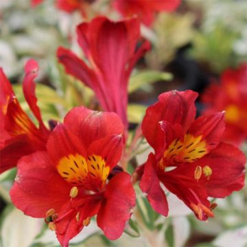 Alstroemeria Rockn roll - Incalelie