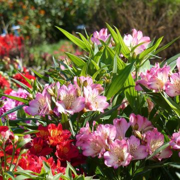 Alstroemeria Summer Break - Incalelie