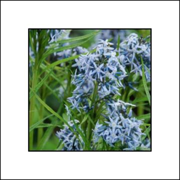 Amsonia Ernst Pagels - Blauwe ster