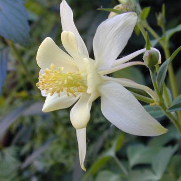 Ancolie wit Snow Queen - Aquilegia caerulea