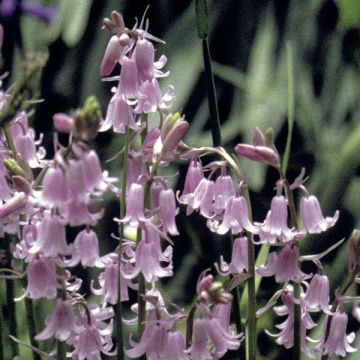 Spaanse hyacint Roze - Hyacinthoides hispanica Rosea