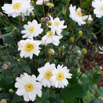 Anemone hupehensis Snow Angels - Herfstanemoon