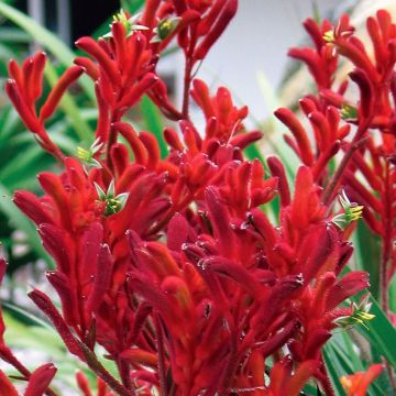Anigozanthos Bush Inferno - Kangoeroepoot