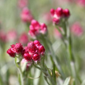 Antennaria dioica Rubra - Rozenkransje
