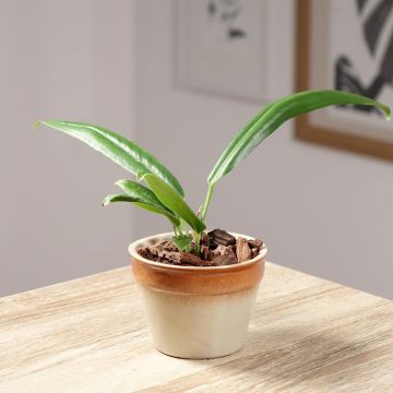 Anthurium bakeri - Aderplant