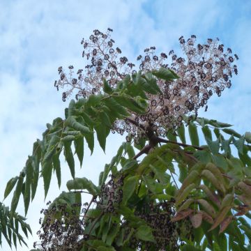 Aralia elata - Duivelswandelstok