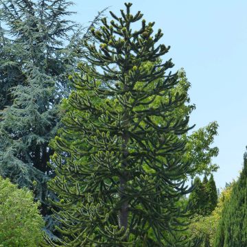 Araucaria araucana - Apenboom