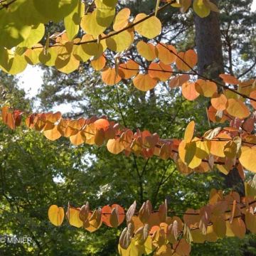 Cercidiphyllum japonicum - Katsuraboom