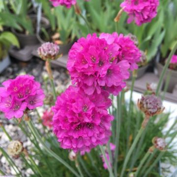 Armeria Ornament - Engels gras