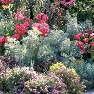 Artemisia arborescens Little Mice - Alsem
