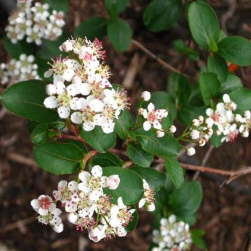 Aronia prunifolia Viking - Appelbes
