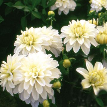 Dahlia Gallery Art Fair - dwergdahlia