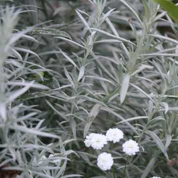 Artemisia ludoviciana Silver Queen - Westerse bijvoet