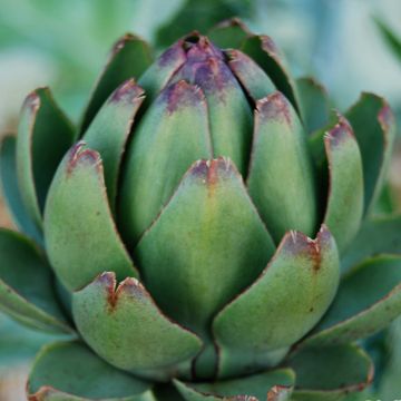 Artisjok Grote groene van Laon - Ferme de Sainte Marthe
