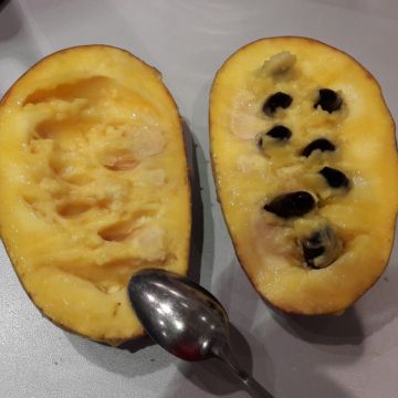 Pawpaw Mango - Asimina triloba