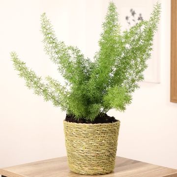 Asparagus densiflorus var. meyeri - Vossenstaartvaren