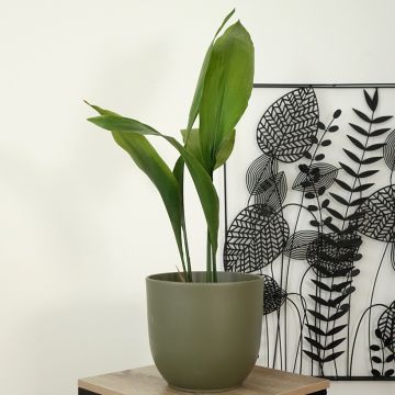 Aspidistra elatior - Kwartjesplant