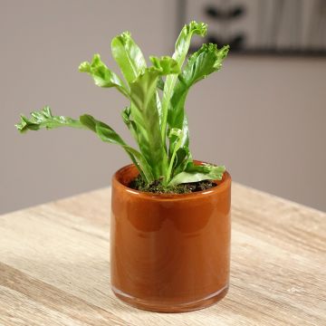 Asplenium antiquum Leslie - Vogelnestvaren