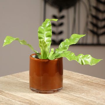 Asplenium nidus Crispy Wave - Vogelnestvaren