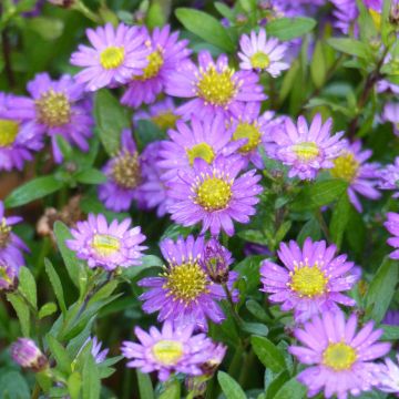 Aster ageratoides Ezo Murasaki - Japanse dwergaster