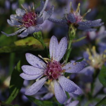 Aster cordifolius Idéal - Herfstaster