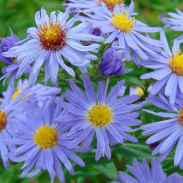 Aster dumosus Professeur Anton Kippenberg - Dwergaster