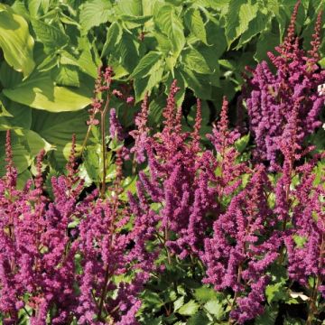 Astilbe chinensis Purpurkerze - Pluimspirea