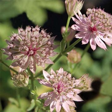 Astrantia major Primadonna - Zeeuws knoopje