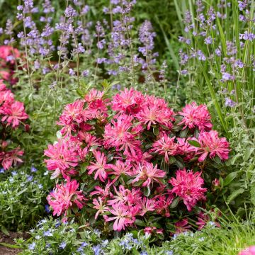 Rhododendron Pink Star - Japanse azalea