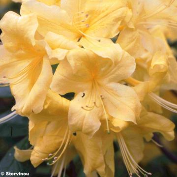 Rhododendron occidentale Anneke - Azalea mollis