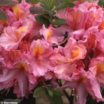 Rhododendron occidentale Berry Rose - Azalea mollis
