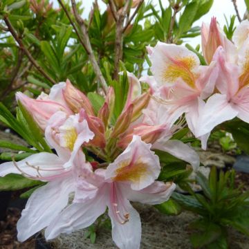 Azalea 'Irene Koster' - Rhododendron occidentale in 4L./5L. pot.